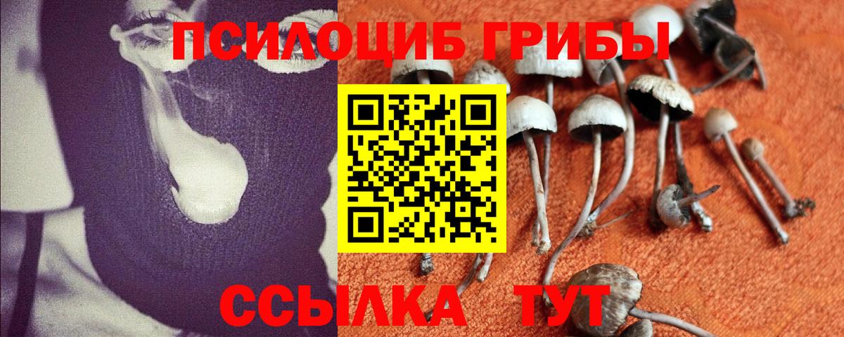 Псилоцибиновые грибы Psilocybe  Вход с VPN  Шумерля  Псилоцибиновые грибы мицелий 